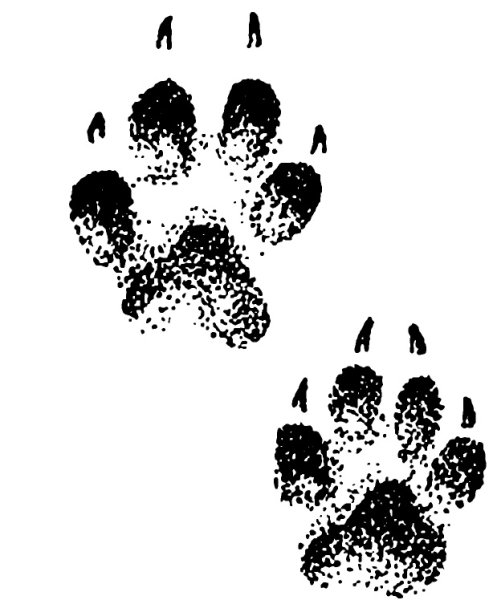 Следы лисы для детей