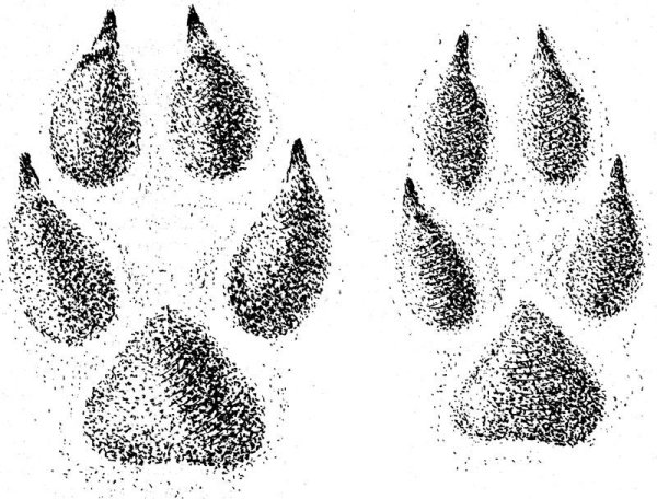 Отличие следов волка от следов лисы