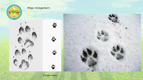 Следы зайца волка белки и лисы