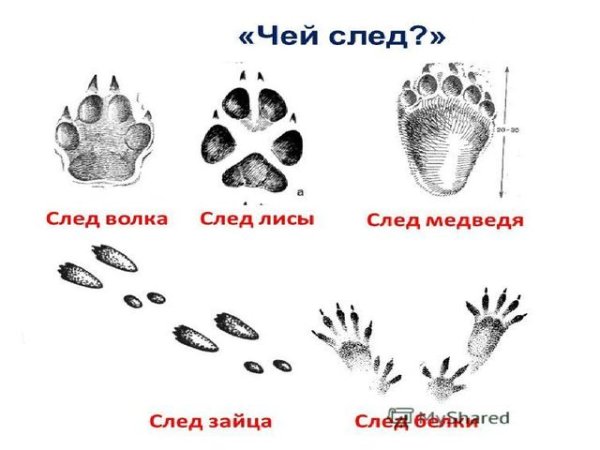 Следы лисы и волка