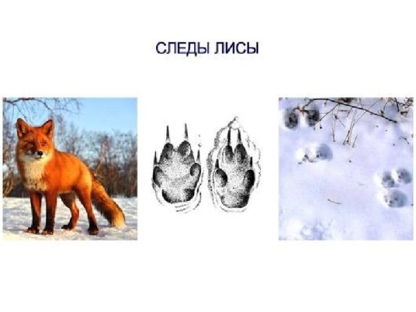 Лисья лапа отпечаток