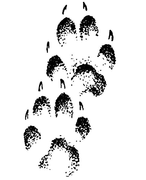 Отпечаток лапы Льва