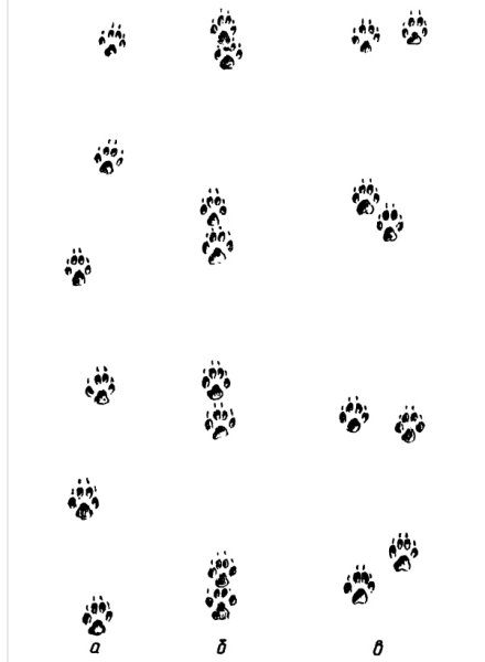 Лисья лапка след