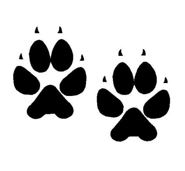 Отпечаток лапы лисы