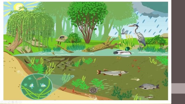 Круговорот веществ в природе в экосистеме