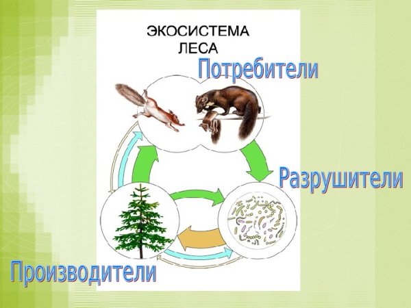 Экосистема леса