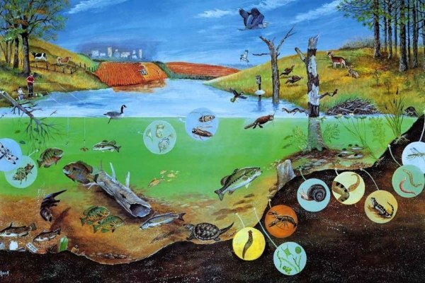 Сообщества экологические биоценоз экосистема Биосфера