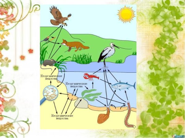 Экосистема иллюстрация