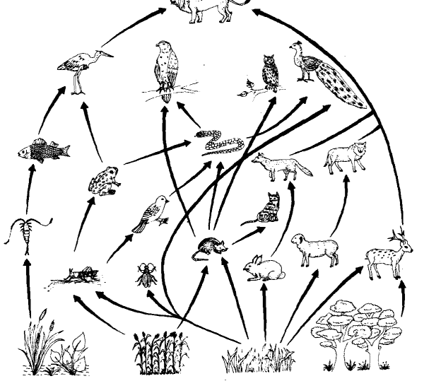Экологическая система рисунок