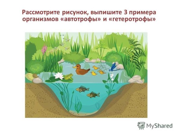 Экологическая система рисунок