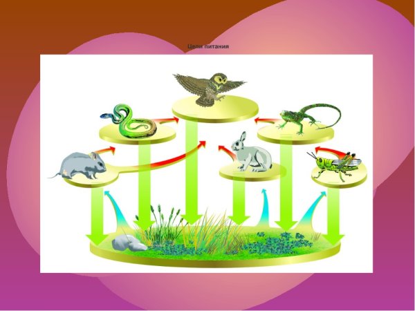 Экосистема для дошкольников