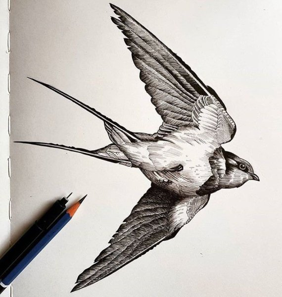 Ласточка Графика