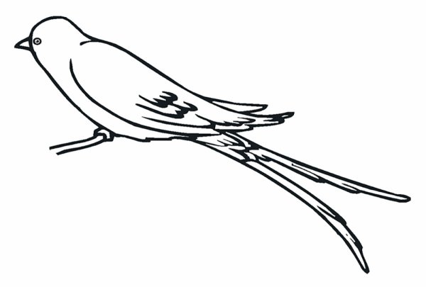 Раскраска птицы Ласточка