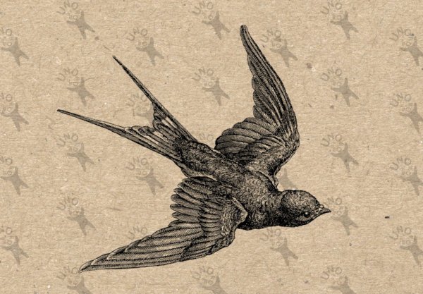 Гравюра птицы