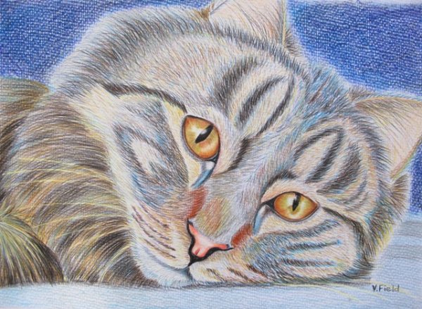 Шерсть кота карандашом