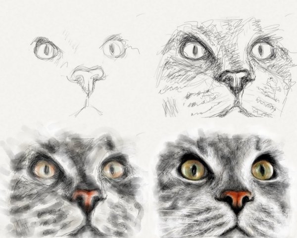 Шерсть кота карандашом