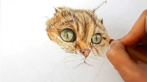 Шерсть цветными карандашами