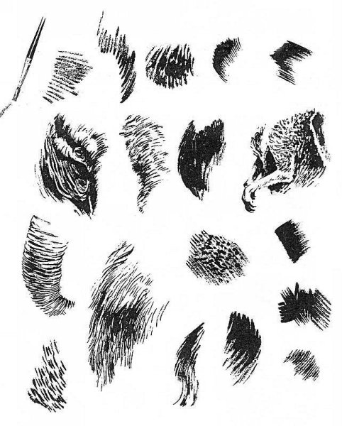Зарисовки шерсти животных