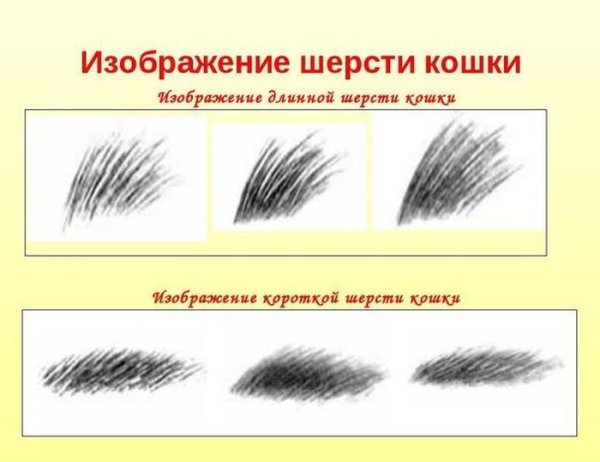 Зарисуйте шерсть животных окружающий мир 1 класс