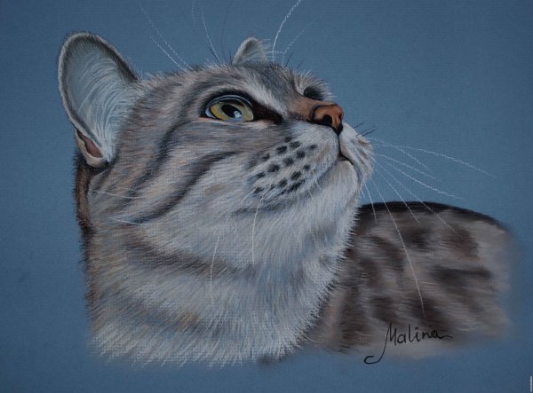 Шотландские коты пастелью