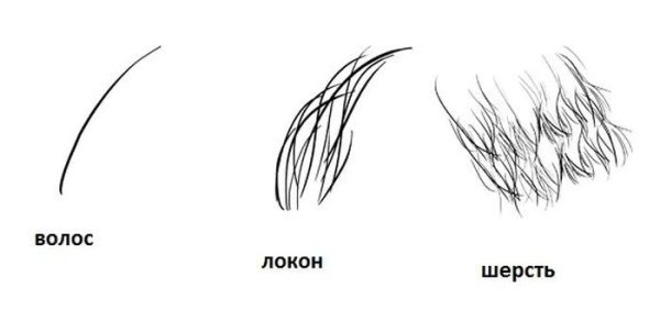 Зарисуйте шерсть животных окружающий мир 1 класс рабочая тетрадь