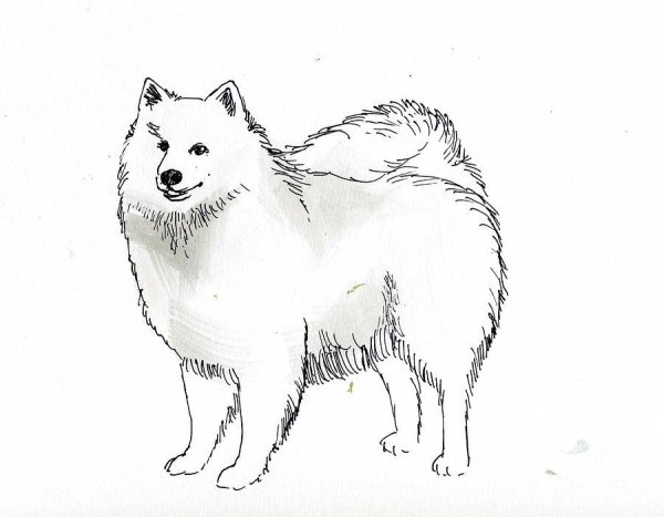 Самоедская лайка