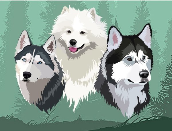 Хаски лайка маламут самоед