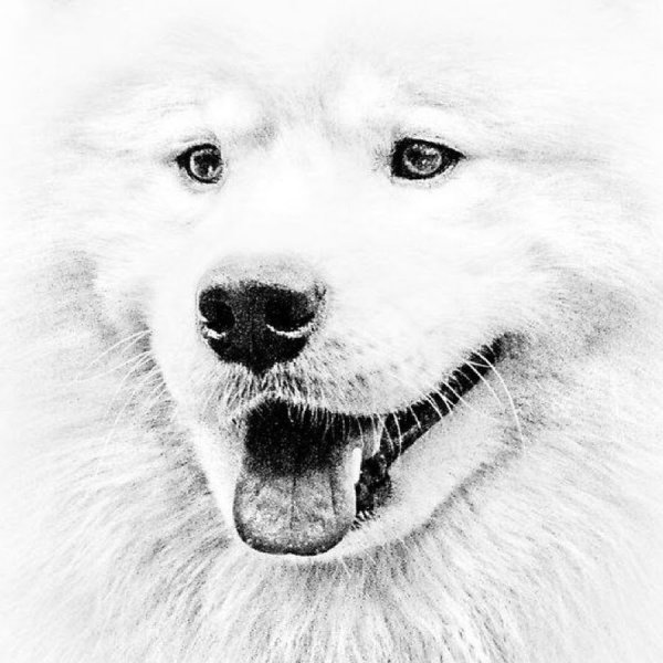 Анатомия самоеда