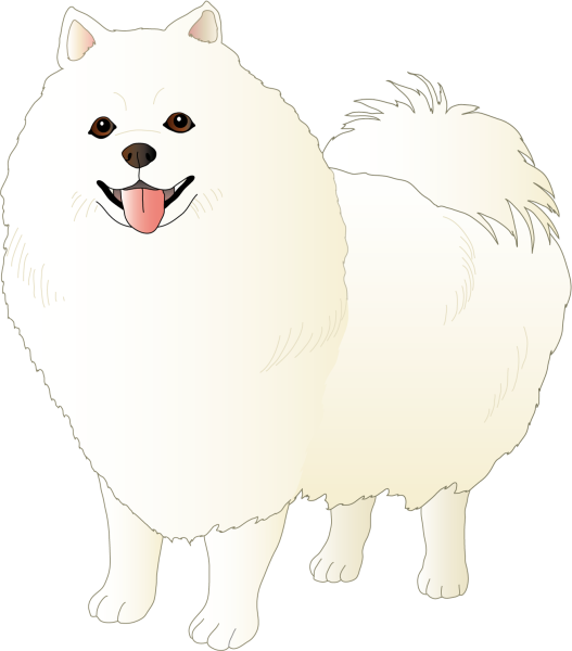 Белый померанский шпиц Кляйн