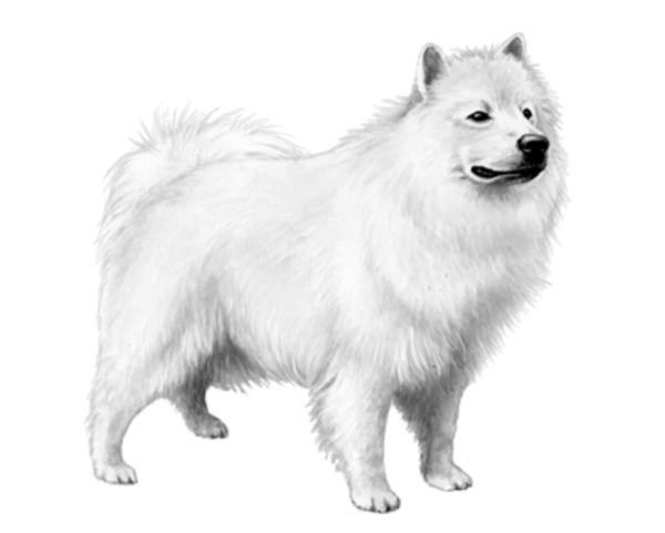 Самоедская лайка вектор