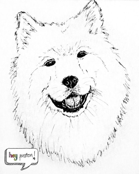 Самоед сбоку рисунок