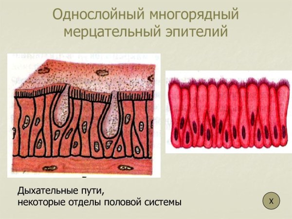 Однослойный мерцательный эпителий