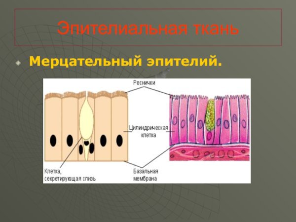 Реснитчатый эпителий ткань