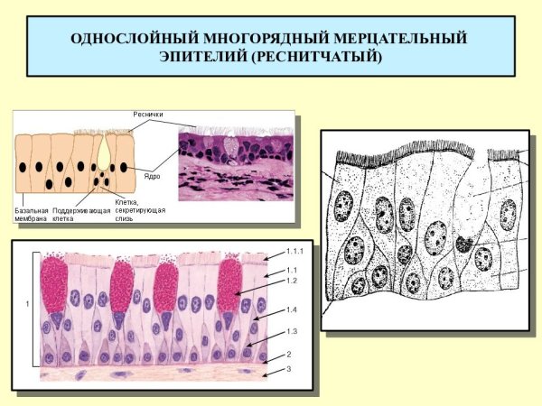 Однослойный многоядерный мерцательный эпителий строение