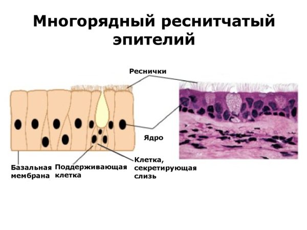 Однослойный многорядный мерцательный эпителий
