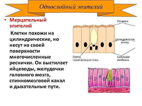 Многорядный реснитчатый мерцательный эпителий