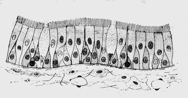 Однослойный многорядный столбчатый эпителий
