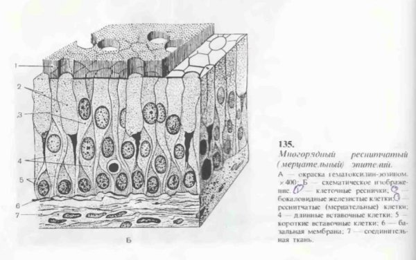 Мерцательный эпителий тонкого кишечника