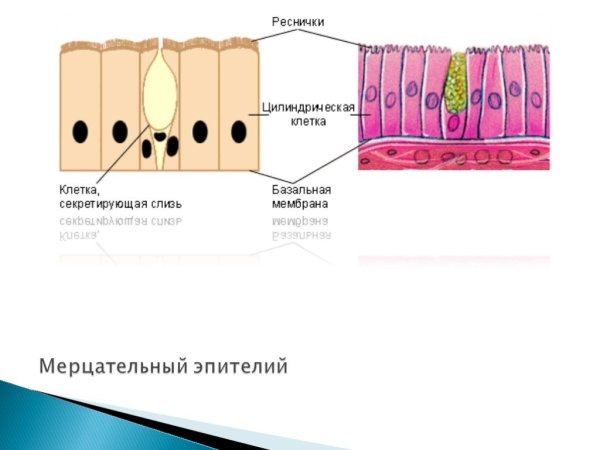 Однослойный многорядный цилиндрический эпителий