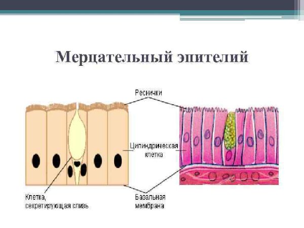 Мерцательный эпителий строение ткани