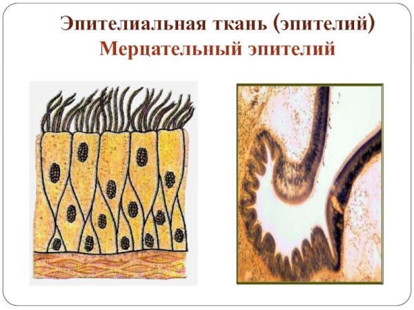 Однослойный многорядный реснитчатый эпителий