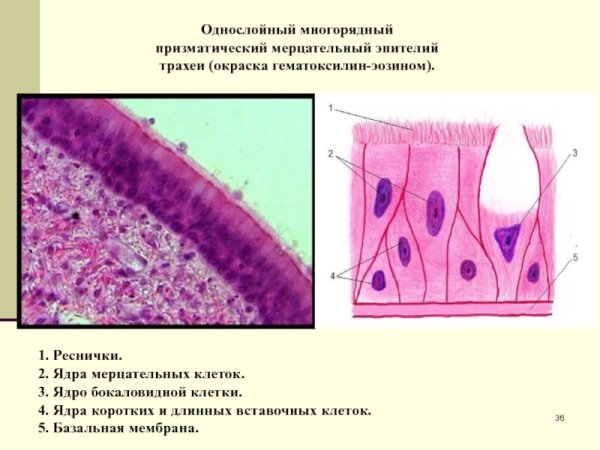 Многорядный столбчатый эпителий
