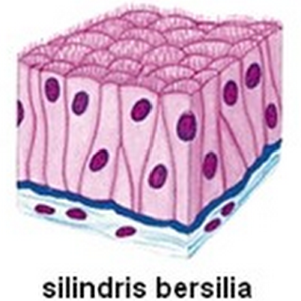 Однослойный реснитчатый эпителий рисунок