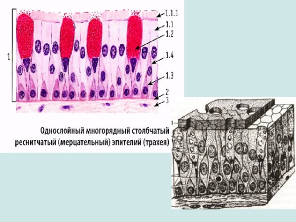 Эпителиальная ткань мерцательный эпителий