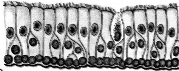 Однослойный многорядный мерцательный эпителий
