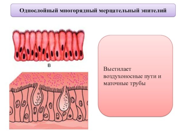Однослойный мерцательный эпителий препарат