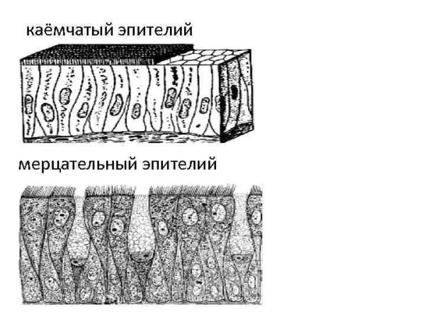 Псевдомногослойный цилиндрический эпителий