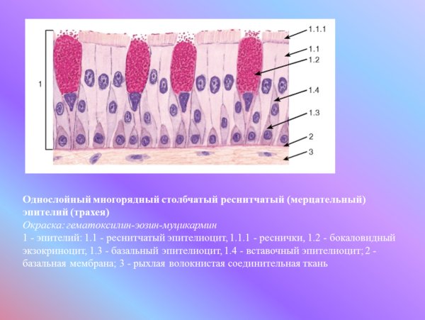 Реснитчатый эпителий воздухоносных путей
