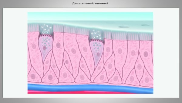 Мерцательный эпителий строение ткани