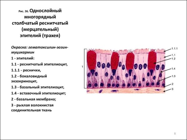 Мерцательный эпителий бронхов